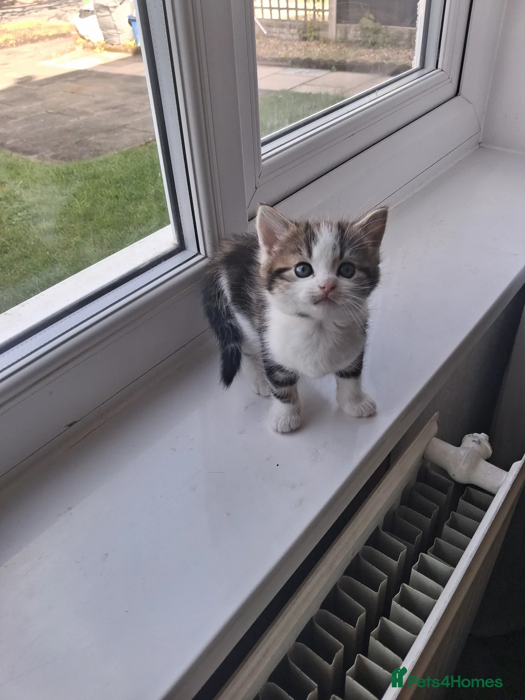 British Shorthair cats for sale:  Shorthair cross kittens - Advert 8