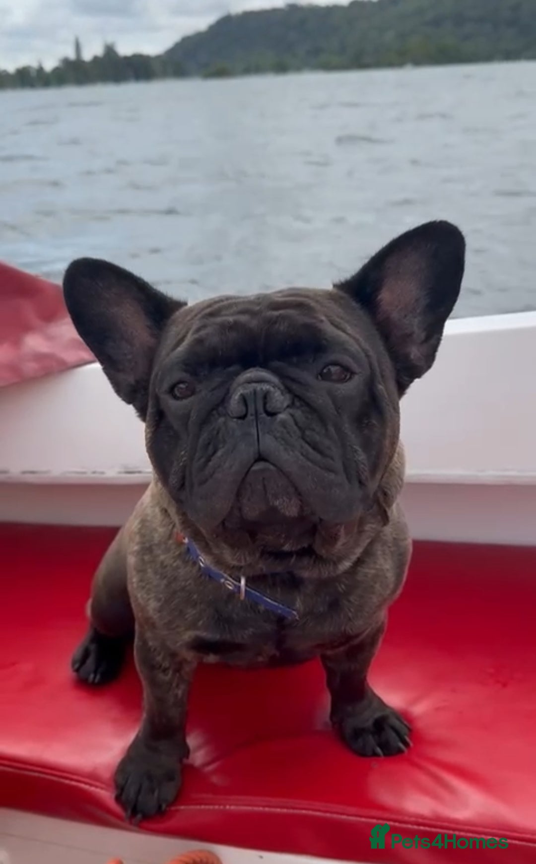 French Bulldog dogs for sale: Beautiful French bulldog puppies 🐶  - Advert 17