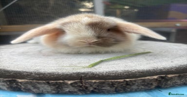 Mini Lop rabbits - Advert 3