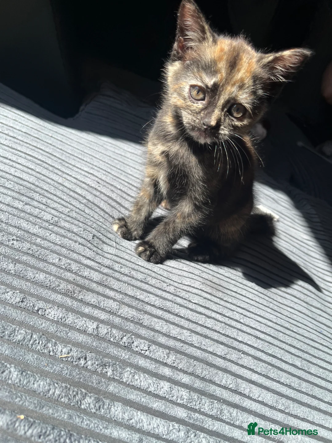 Mixed Breed cats for sale: Chimera cat - Advert 4