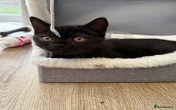 British Shorthair cats for sale: Full BSH kittens ready to leave now, 14 weeks old - Image 24