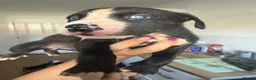Mixed Breed dogs for sale: American bulldog x Husky puppies  - Advert 11