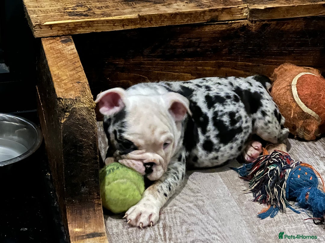 English Bulldog dogs for sale: English bulldog - Advert 14