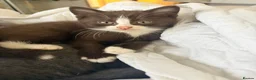British Shorthair cats for sale:   L  Affectionate British Shorthair kittens - Advert 30