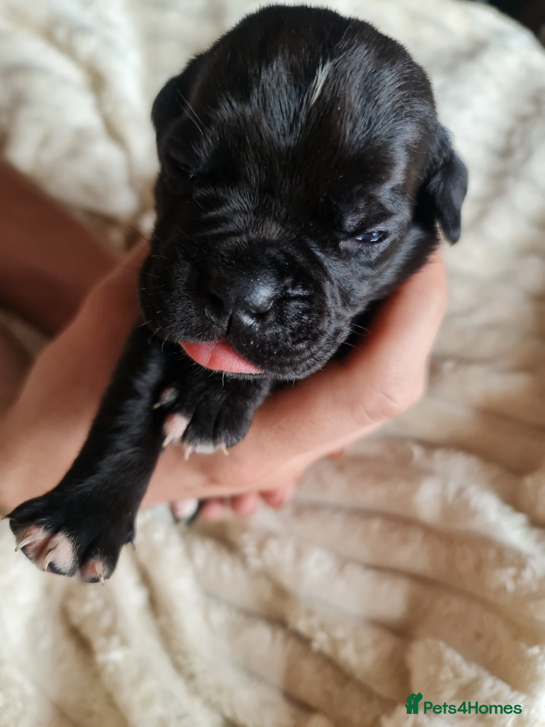 Cane Corso dogs for sale: Cane corso puppies  - Image 10