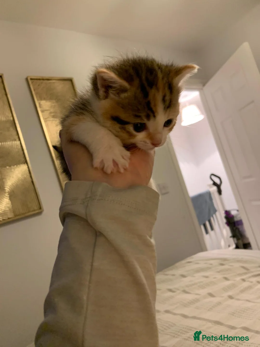 Mixed Breed cats for sale: Beautiful Playful Kittens Ready for Loving Homes - Advert 2