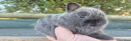 Netherland Dwarf rabbits for sale: 🧡 Gorgeous netherland dwarf babies 🧡 - Advert 4