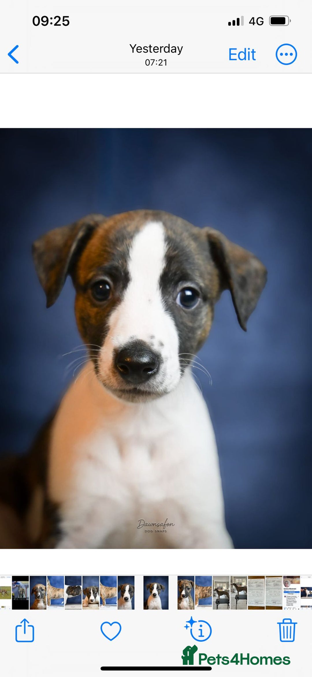 Whippet dogs for sale: Fabulous Whippet puppies  - Advert 13