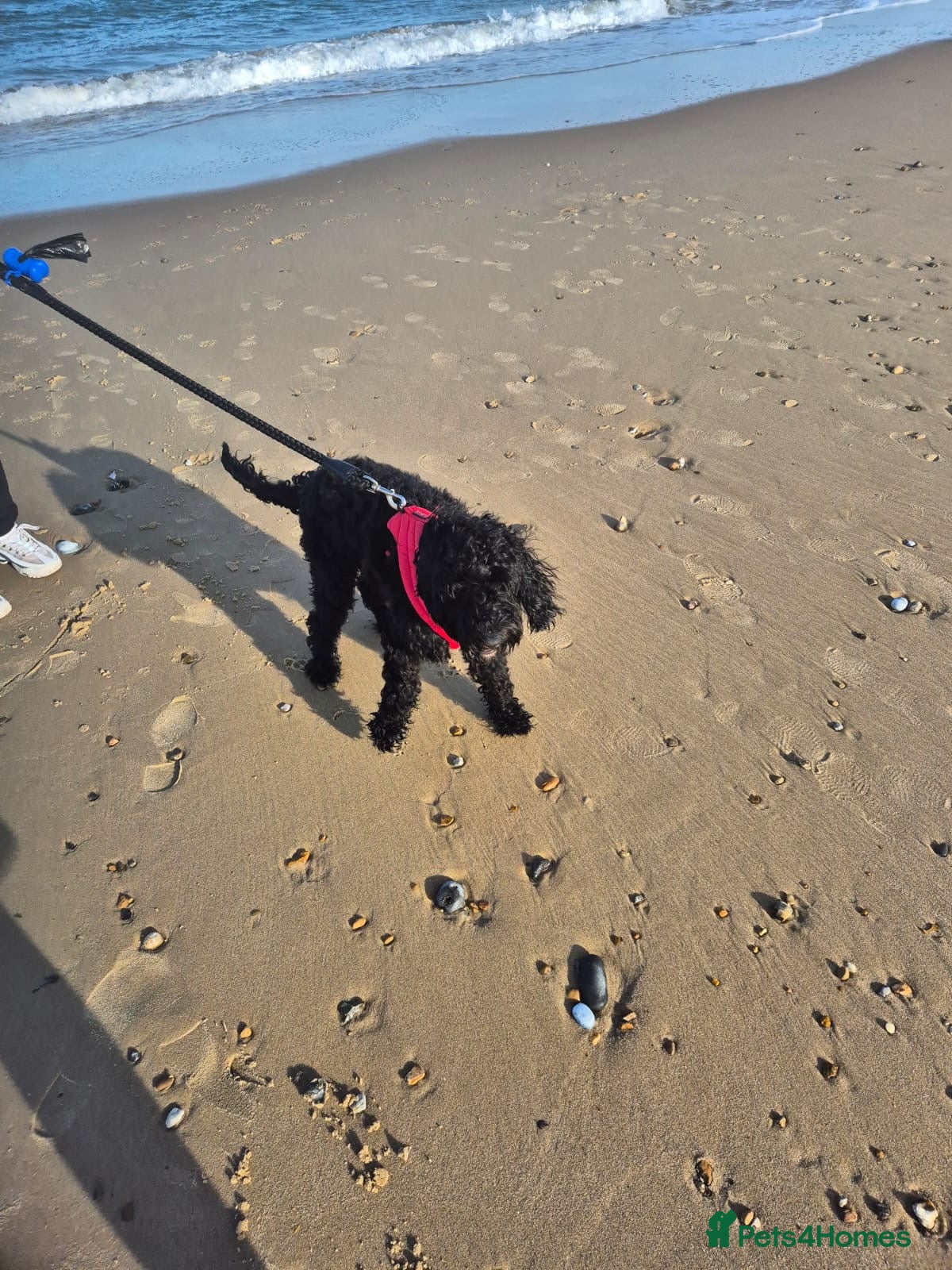 Cockapoo dogs 1 year 5 months cockerpoo  - Advert 2