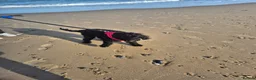 Cockapoo dogs for sale: 1 year 5 months cockerpoo  in Cambridge - Advert 1