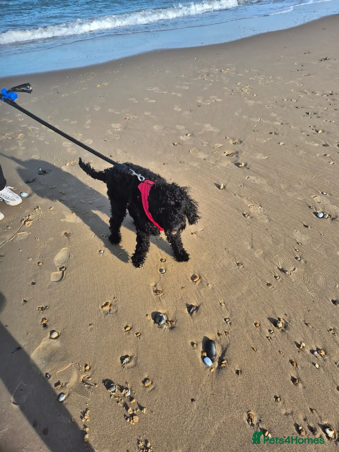 Cockapoo dogs for sale: 1 year 5 months cockerpoo  in Cambridge - Advert 1