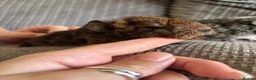 Guinea Pig rodents for sale: Baby boar pair. in Thetford - Advert 2