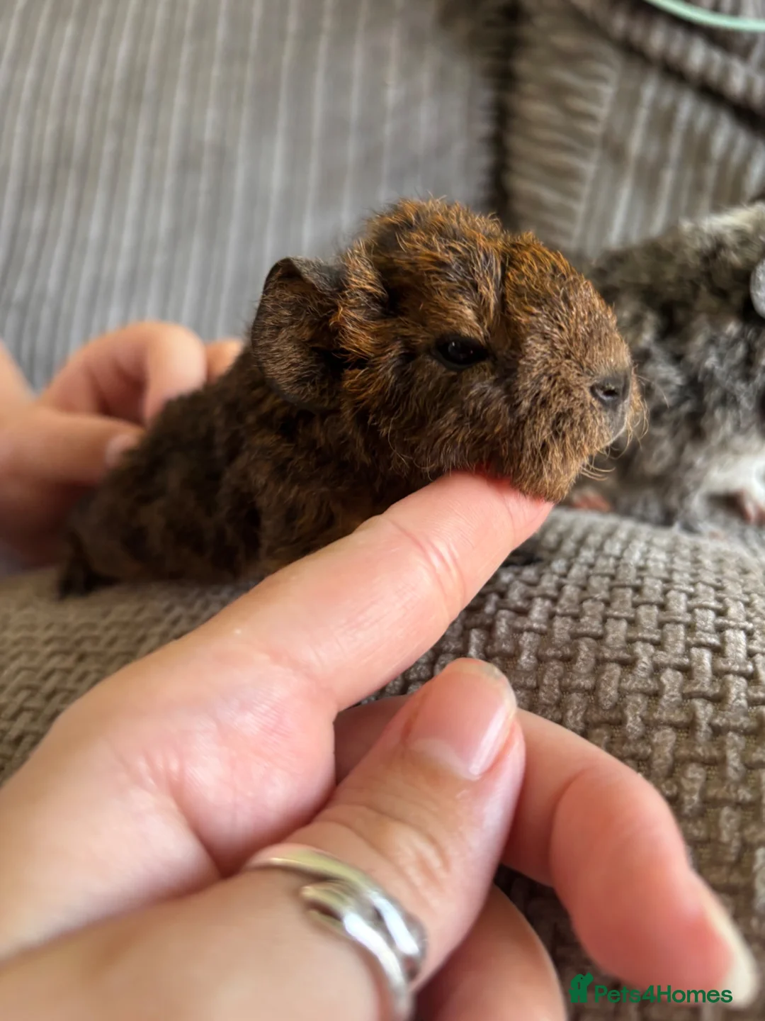 Guinea Pig rodents for sale: Baby boar pair. in Thetford - Advert 2