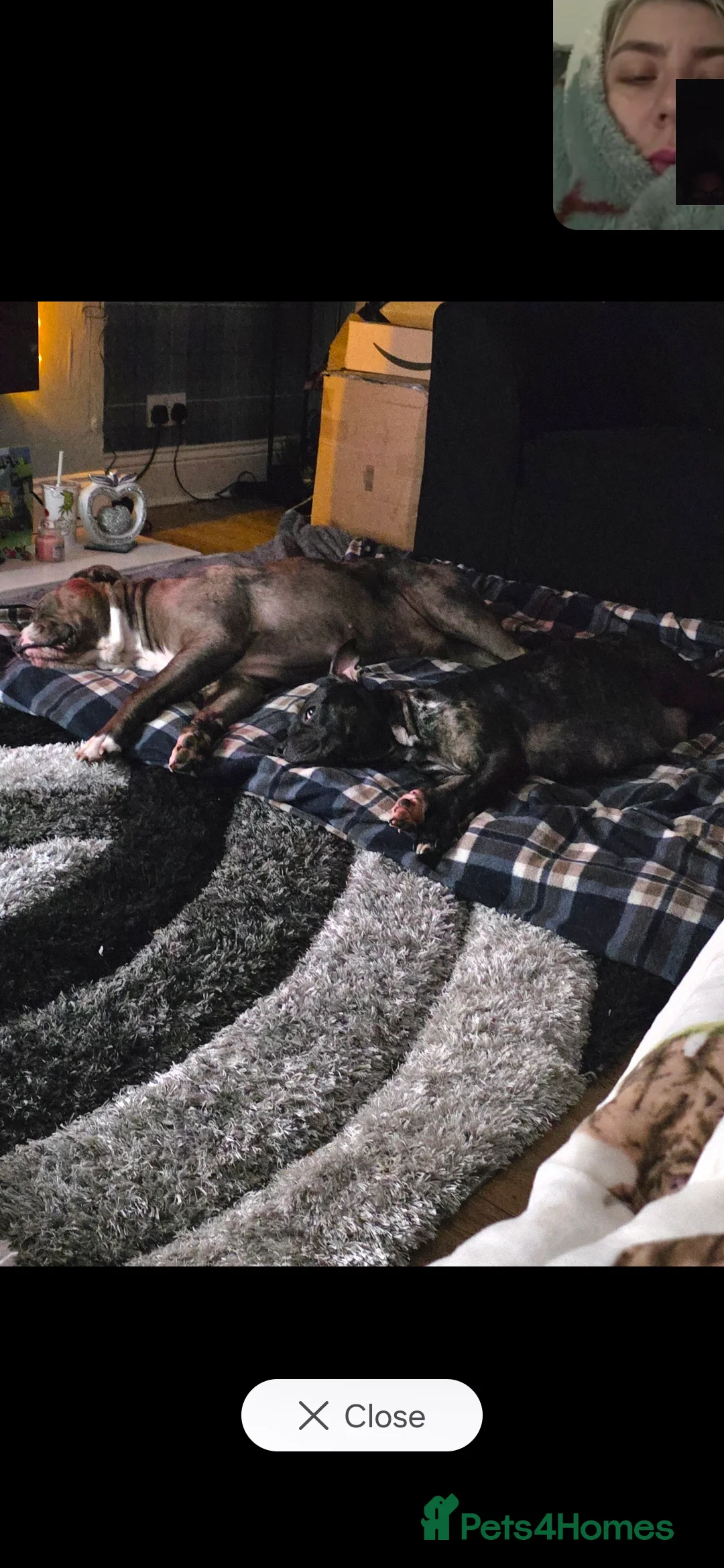 Mixed Breed dogs for sale: Female Staffy X Alapaha Blue Blood Bulldog Pups - Advert 13