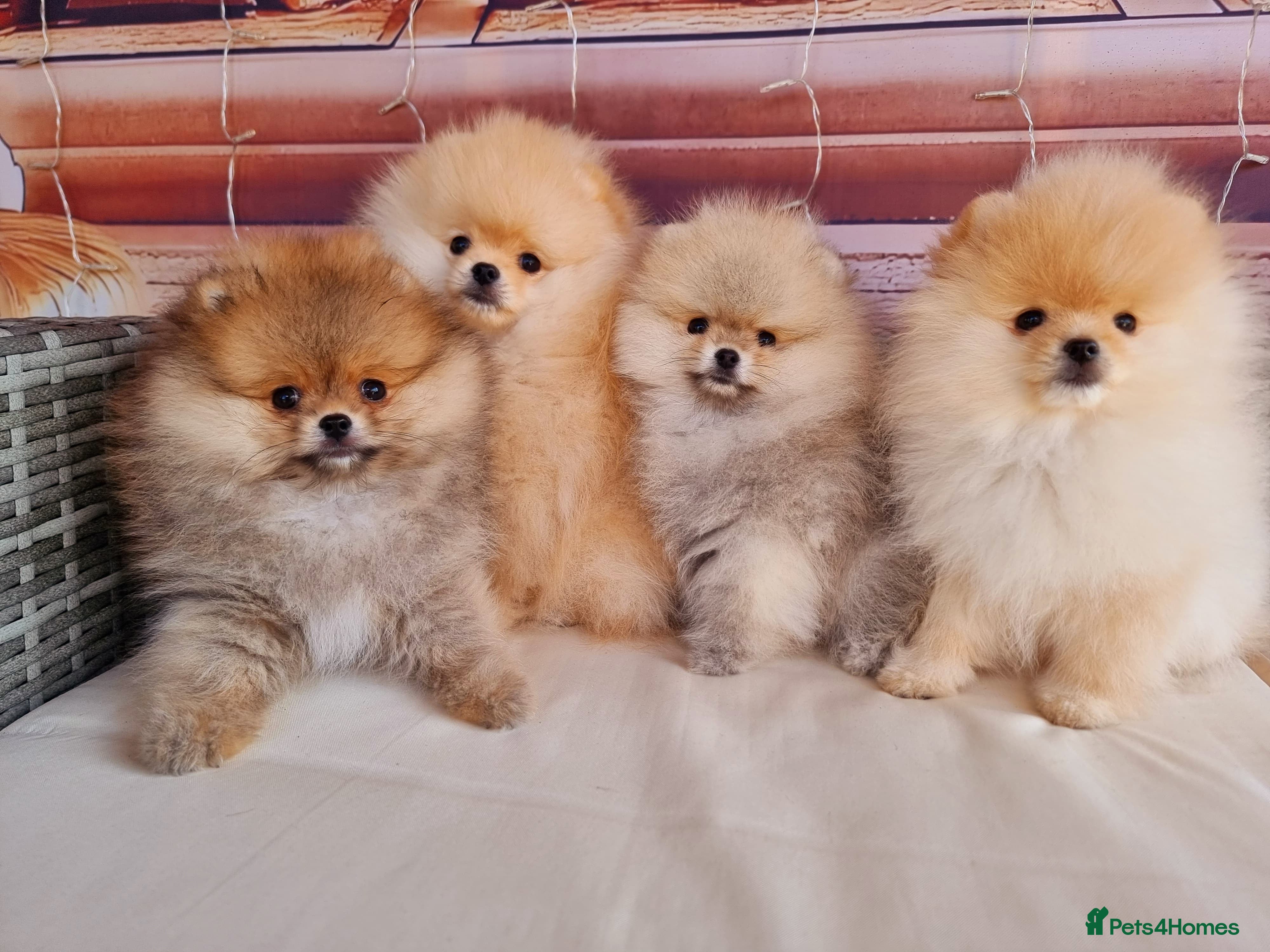 Pomeranian dogs Luxury Pomeranian puppies for sale!!! - Advert 5