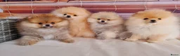 Pomeranian dogs for sale: Luxury Pomeranian puppies for sale!!! - Advert 1
