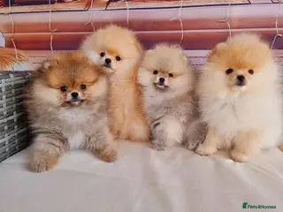Pomeranian dogs Luxury Pomeranian puppies for sale!!! - Advert 5
