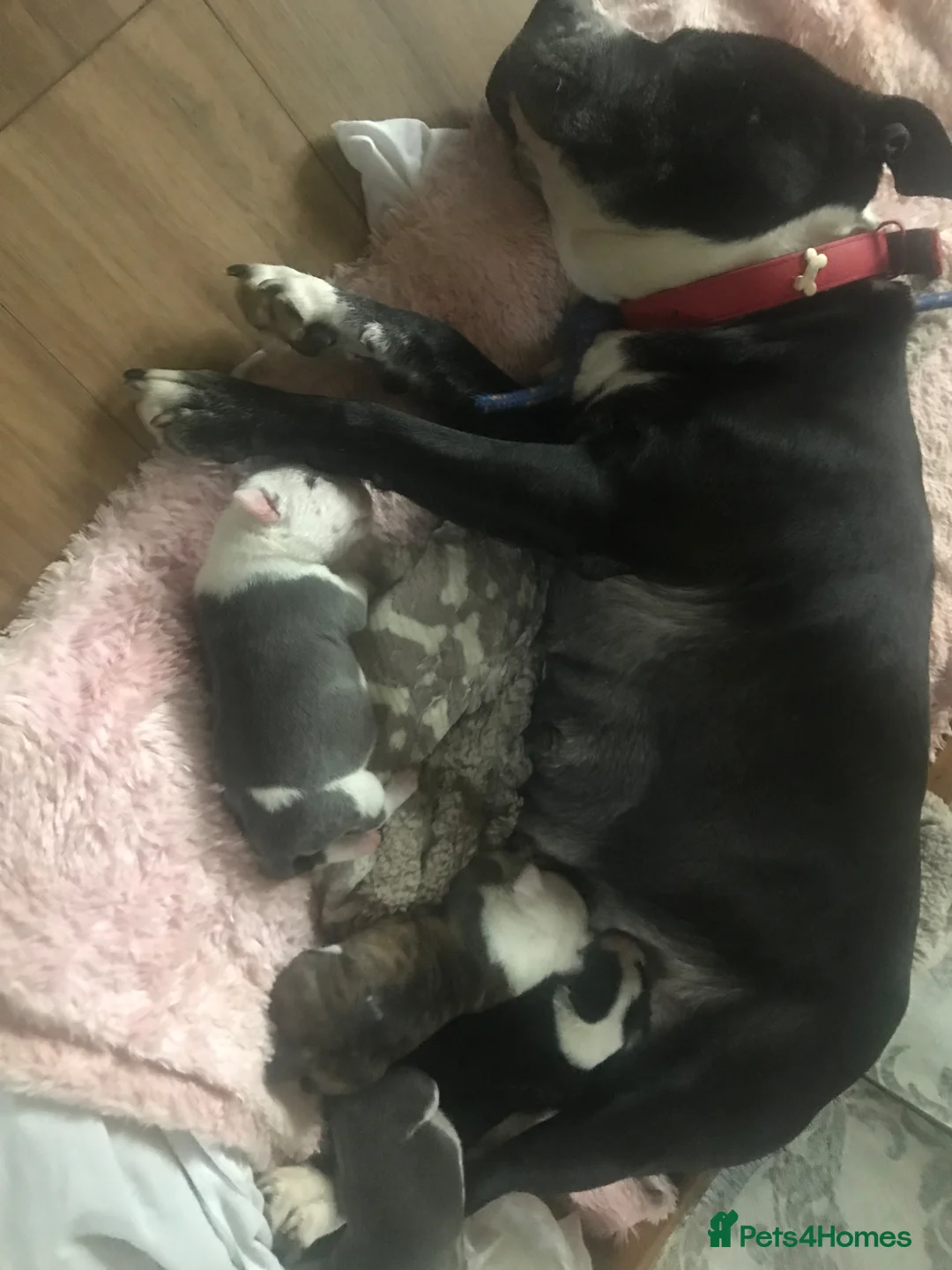 Staffordshire Bull Terrier dogs for sale: Puppy’s for sale staffy blue and white  - Advert 2