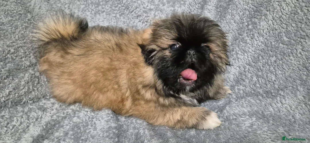 Pekingese dogs for sale: 🥰🥰🥰🥰🥰 - Advert 2