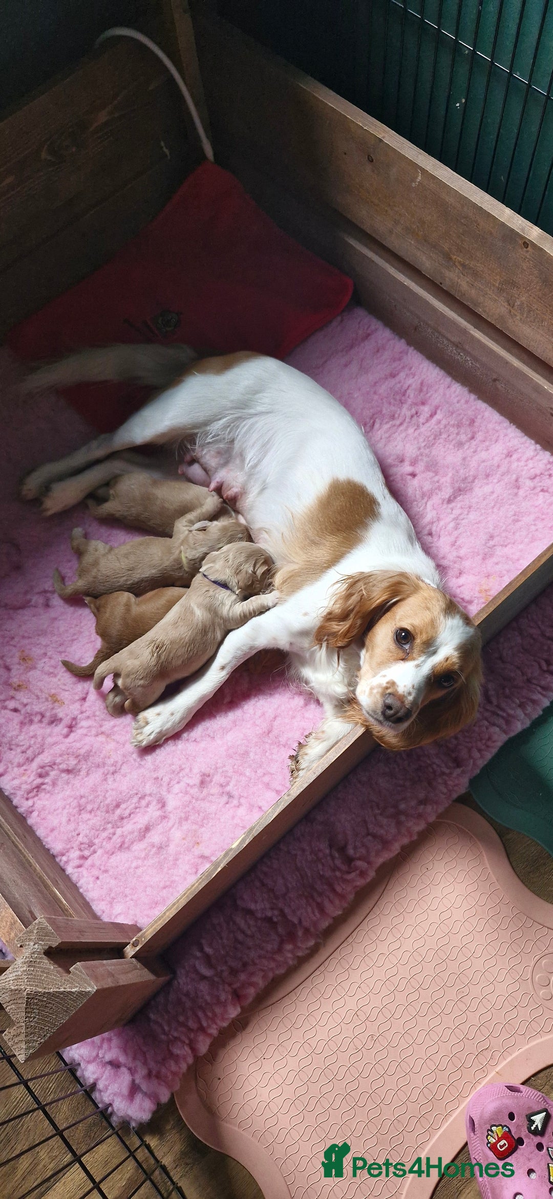 Cocker Spaniel dogs for sale: KC Reg Working Cocker Spaniels (Golden) - Image 4