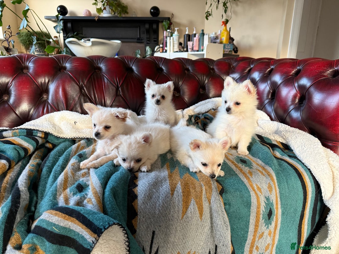 Pomchi dogs for sale: Emma Evans  - Image 4