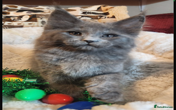 Maine Coon cats for sale: Black/Blue Smoke Maine Coon - Image 5