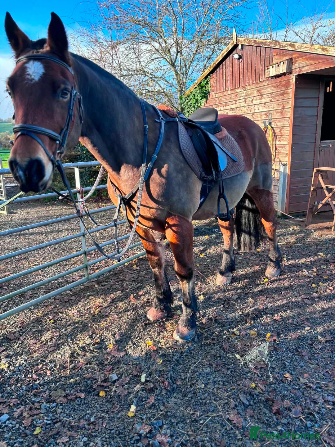 Welsh Section D horses for sale: Welsh Section D Bay gelding  in Hereford - Advert 2