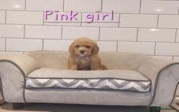 Cavachon dogs for sale: Cavapoochon puppies 💕 - Image 4