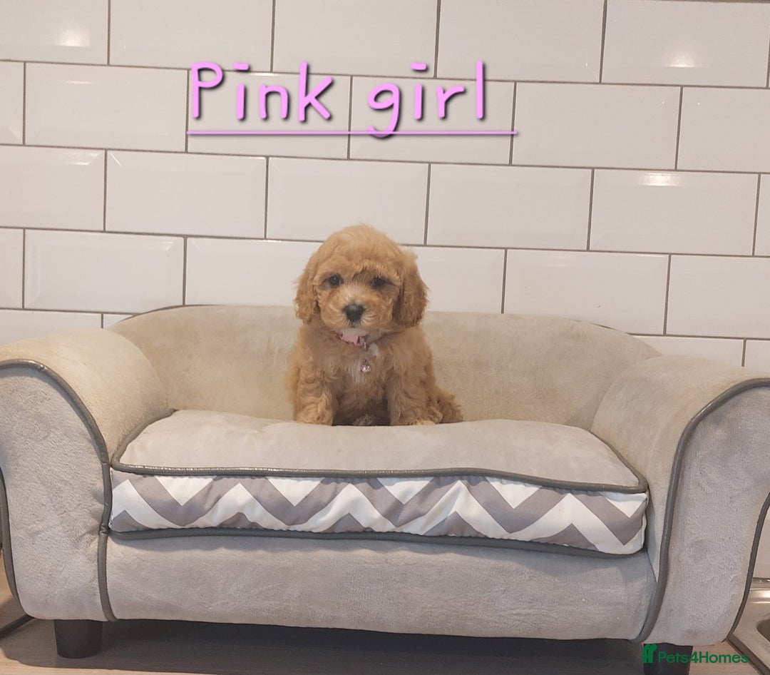 Cavachon dogs for sale: Cavapoochon puppies 💕 - Image 4