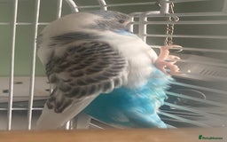 Budgerigars birds for sale: Snowy. Female Budgie. With cage. 5 years old.  - Image 11