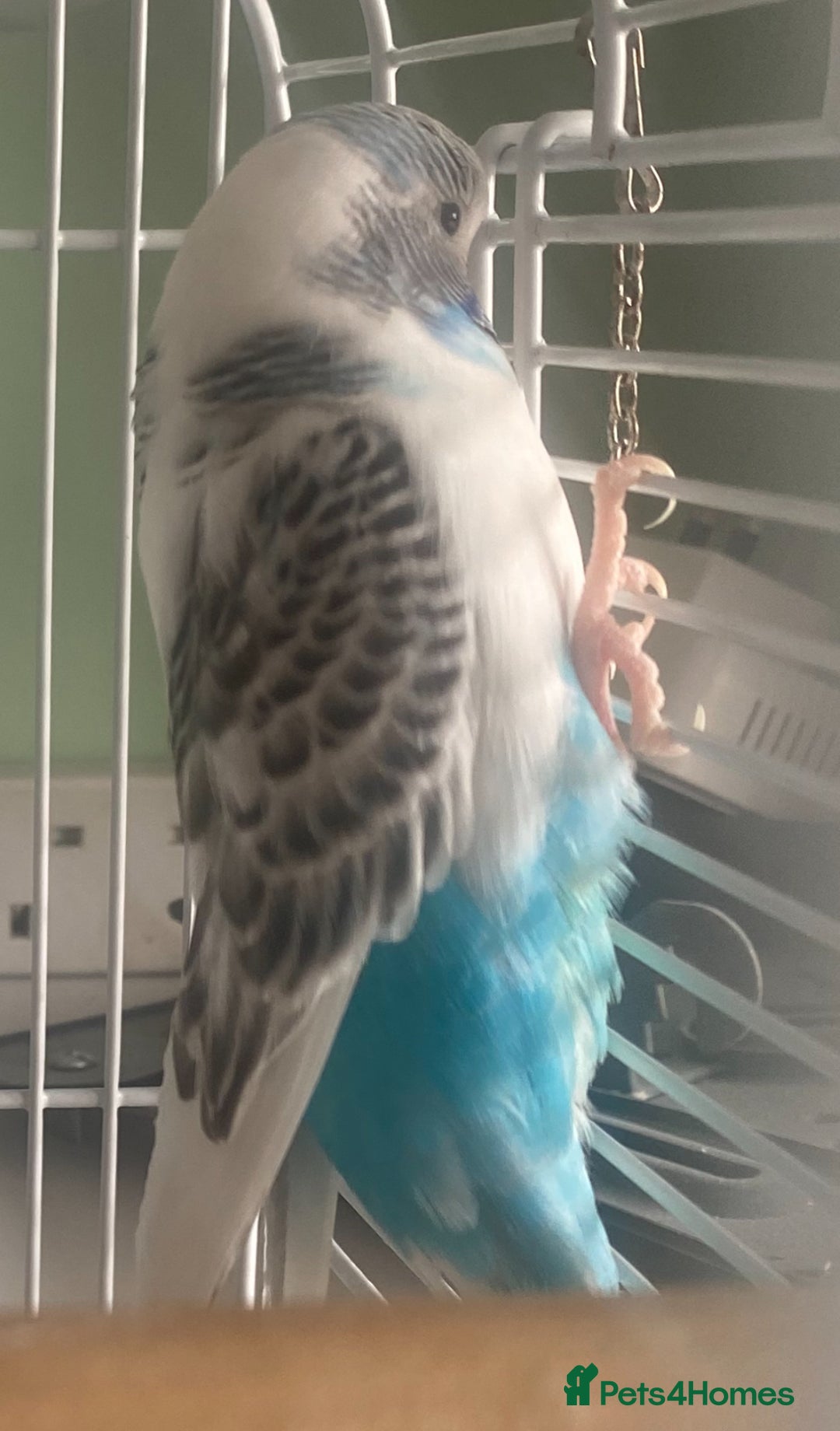 Budgerigars birds for sale: Snowy. Female Budgie. With cage. 5 years old.  - Image 11