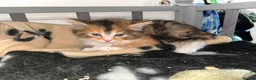 Mixed Breed cats for sale: 5 beautiful kittens   - Advert 7