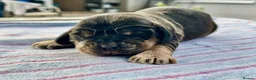 Cocker Spaniel dogs for sale: Beautiful Show Type Kc Reg. in Dymock - Advert 6