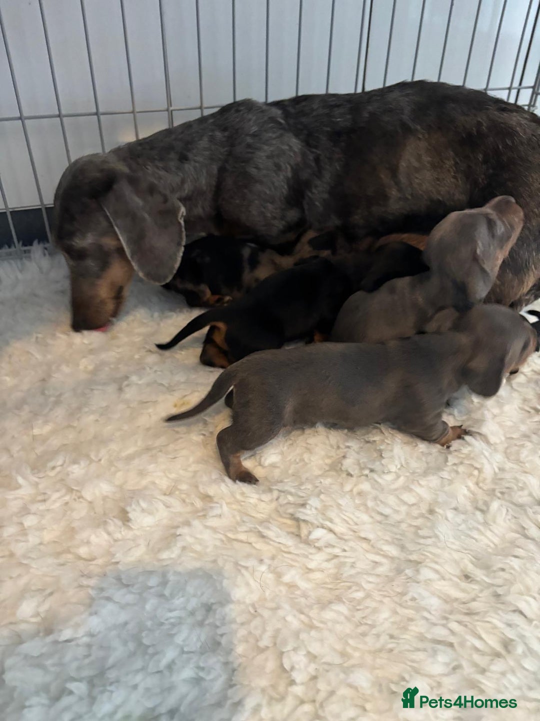 Dachshund dogs for sale: Miniature dachshunds ready now 💗 - Image 31
