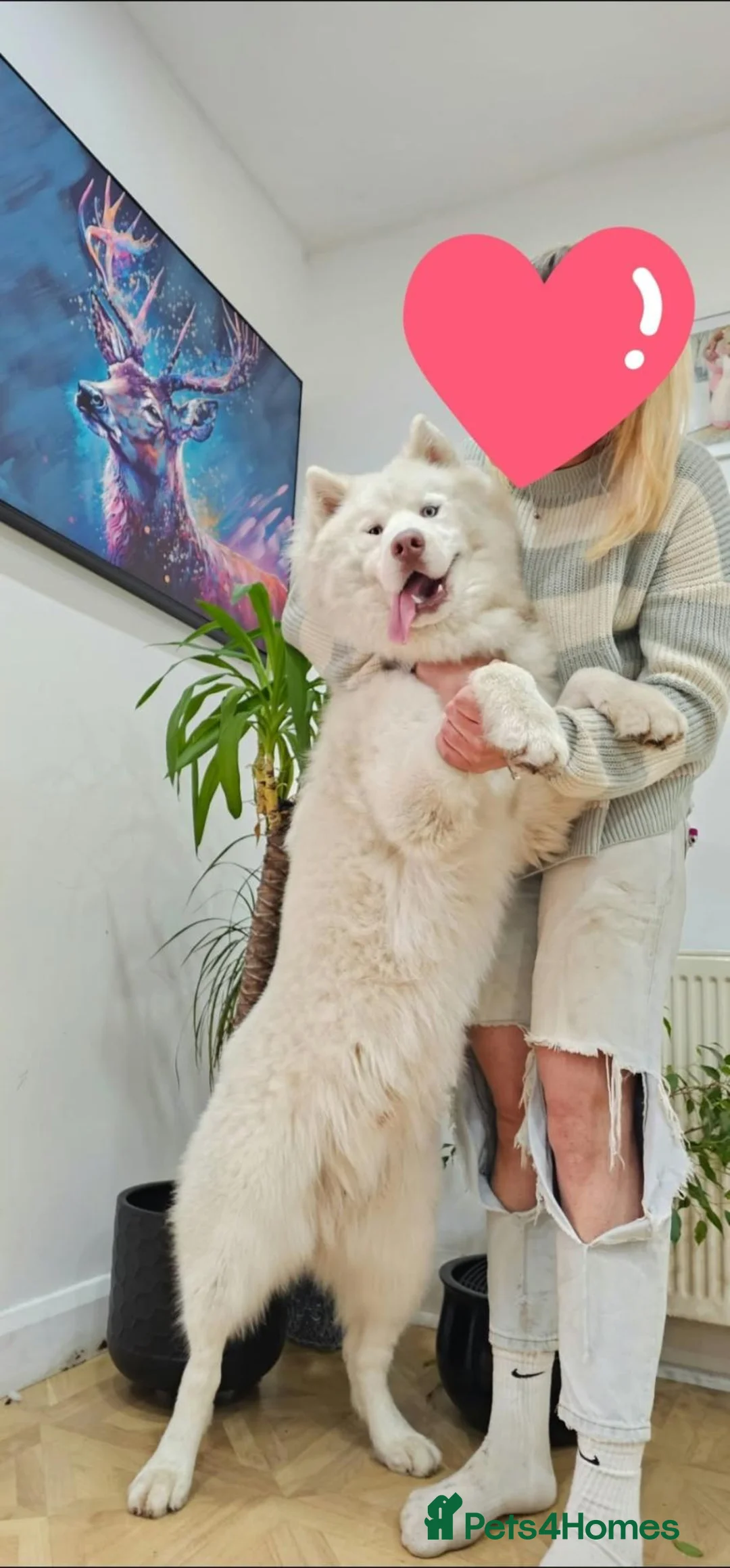 Siberian Husky dogs for sale: Wooly siberian husky in Aylesbury - Advert 8