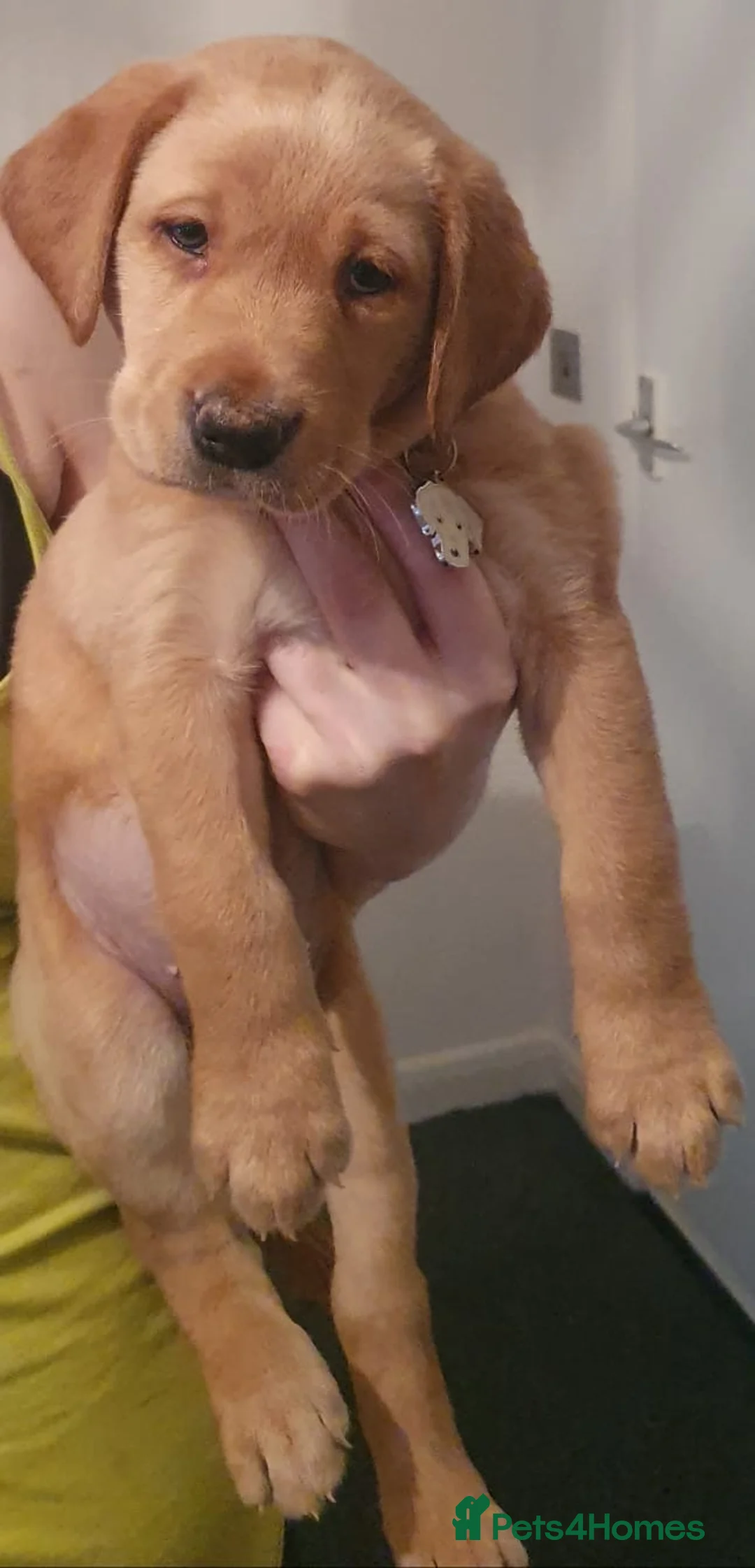 Labrador Retriever dogs for stud: Loving boy for Stud  in Doncaster - Advert 6