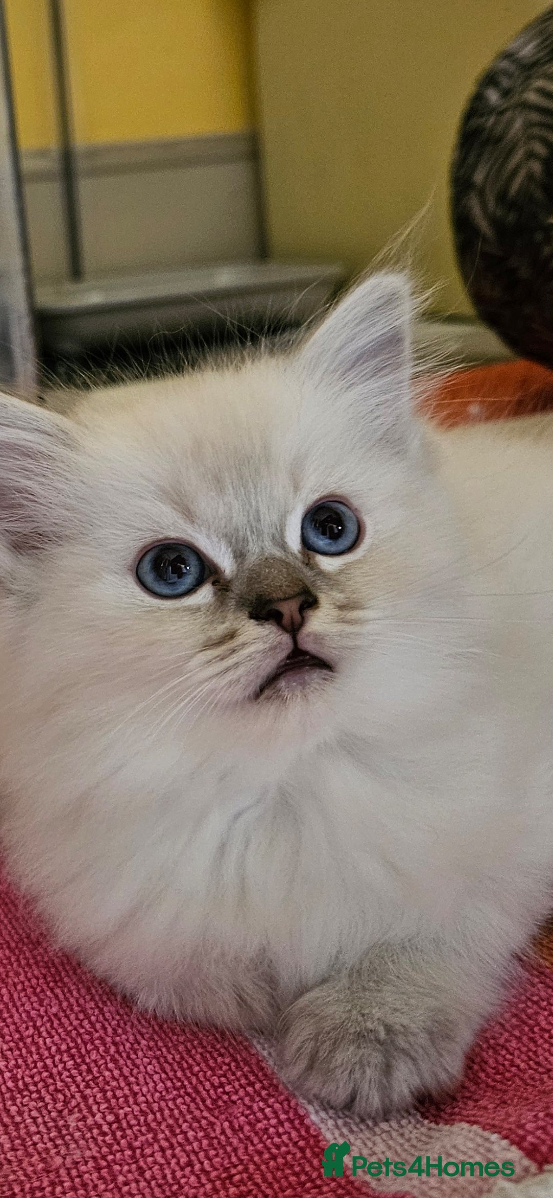 Ragdoll cats for sale: Tica registered Grand Champion Ragdoll kittens  - Image 12