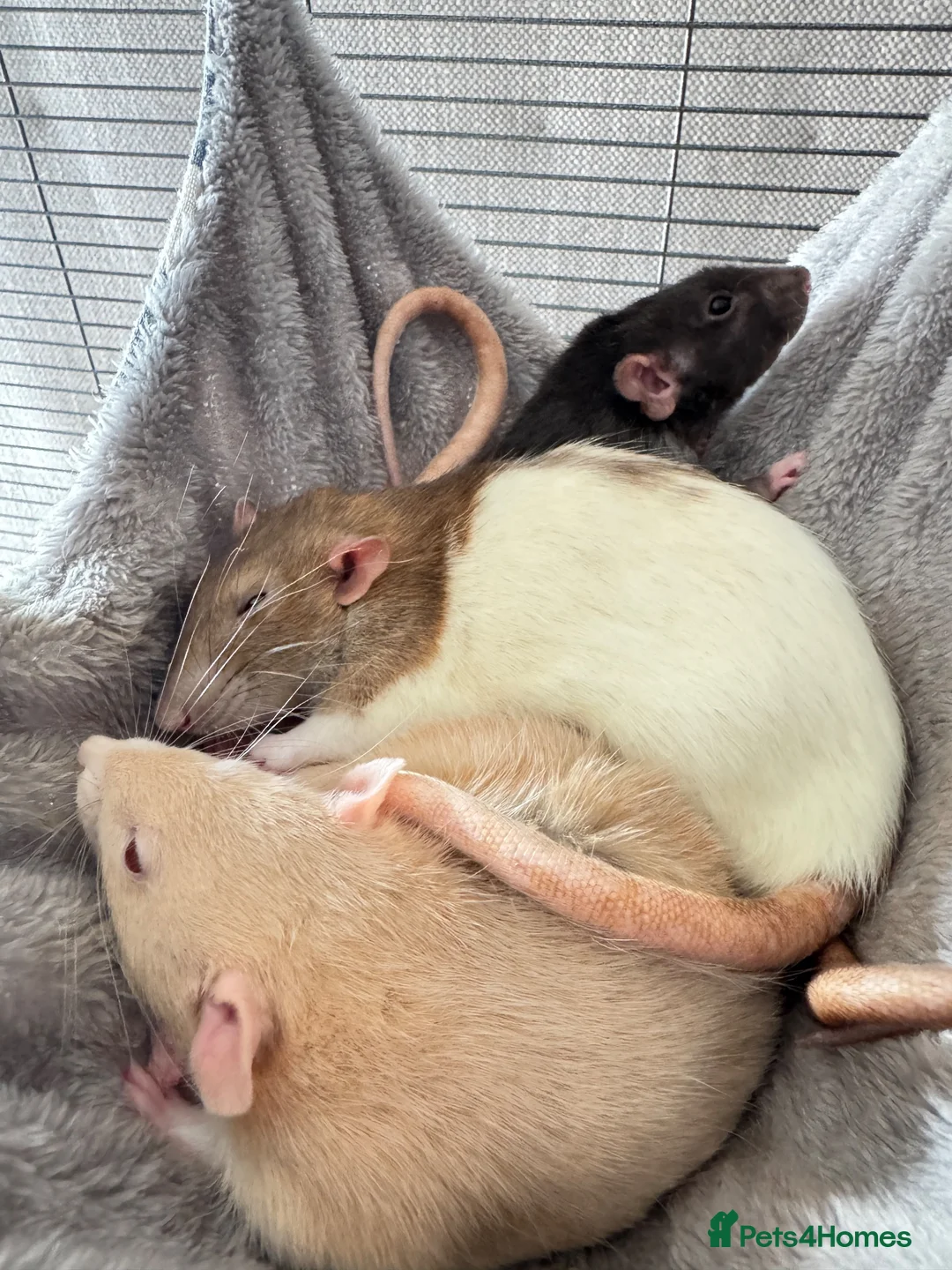 Rat rodents for sale: 4 Beautiful Rats + Large Cage in London - Advert 2