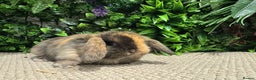 Mini Lion Lop rabbits for sale: 5 mini lops ready to reserve  - Advert 8