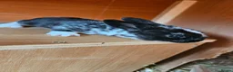 Rex rabbits for sale: Rex & Mini Rex Kits Available - Advert 9
