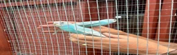 Budgerigars birds for sale: Finger tame baby budgies  - Advert 4