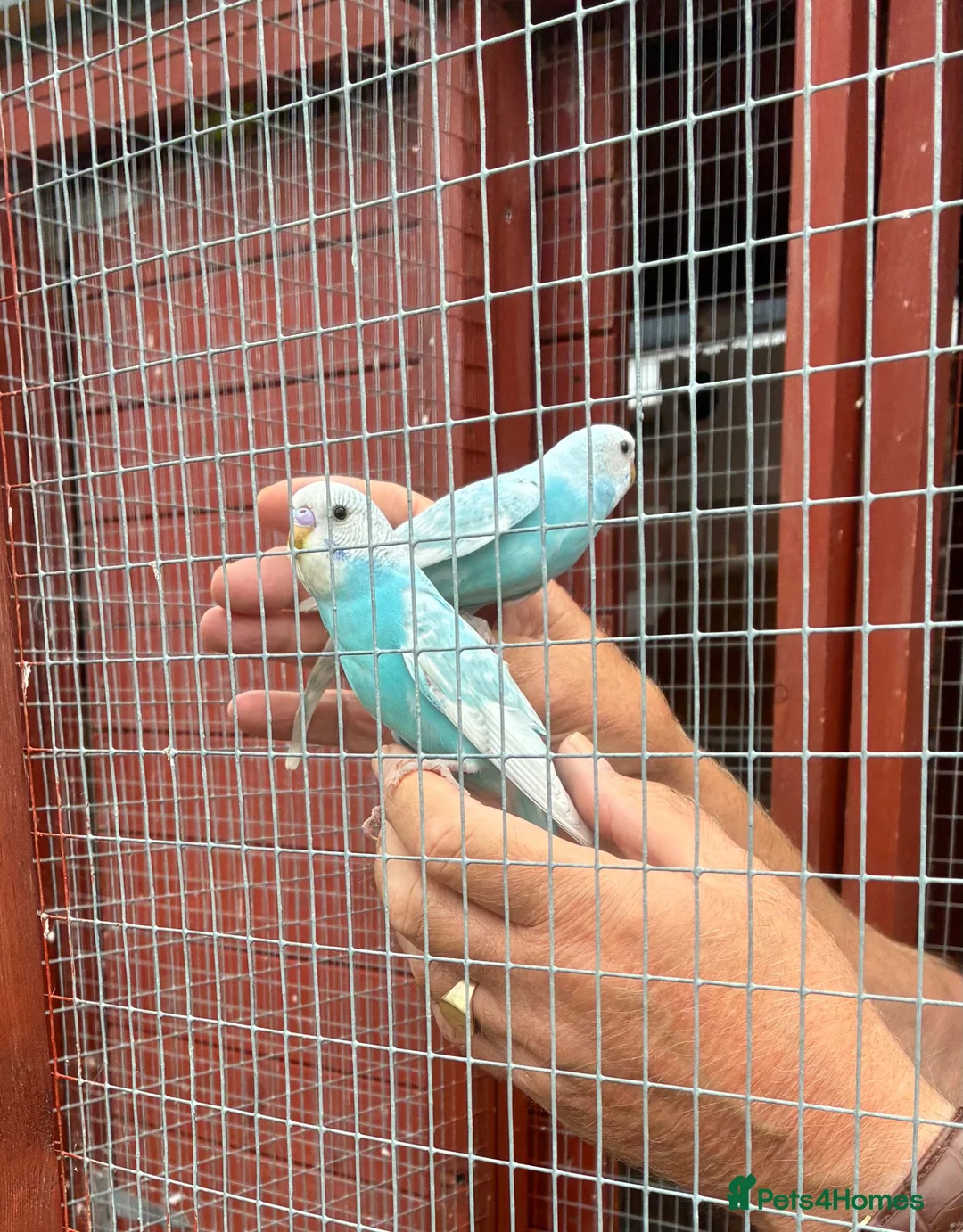 Budgerigars birds for sale: Finger tame baby budgies  - Advert 4