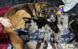 Mixed Breed dogs for sale: Chow chow cross Alaskan Malamute for sale - Advert 4