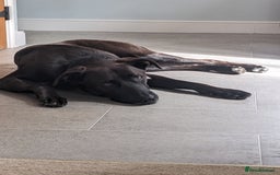Mixed Breed dogs for sale: Teddy (Collie, Great Dane, Doberman mix) - Image 7