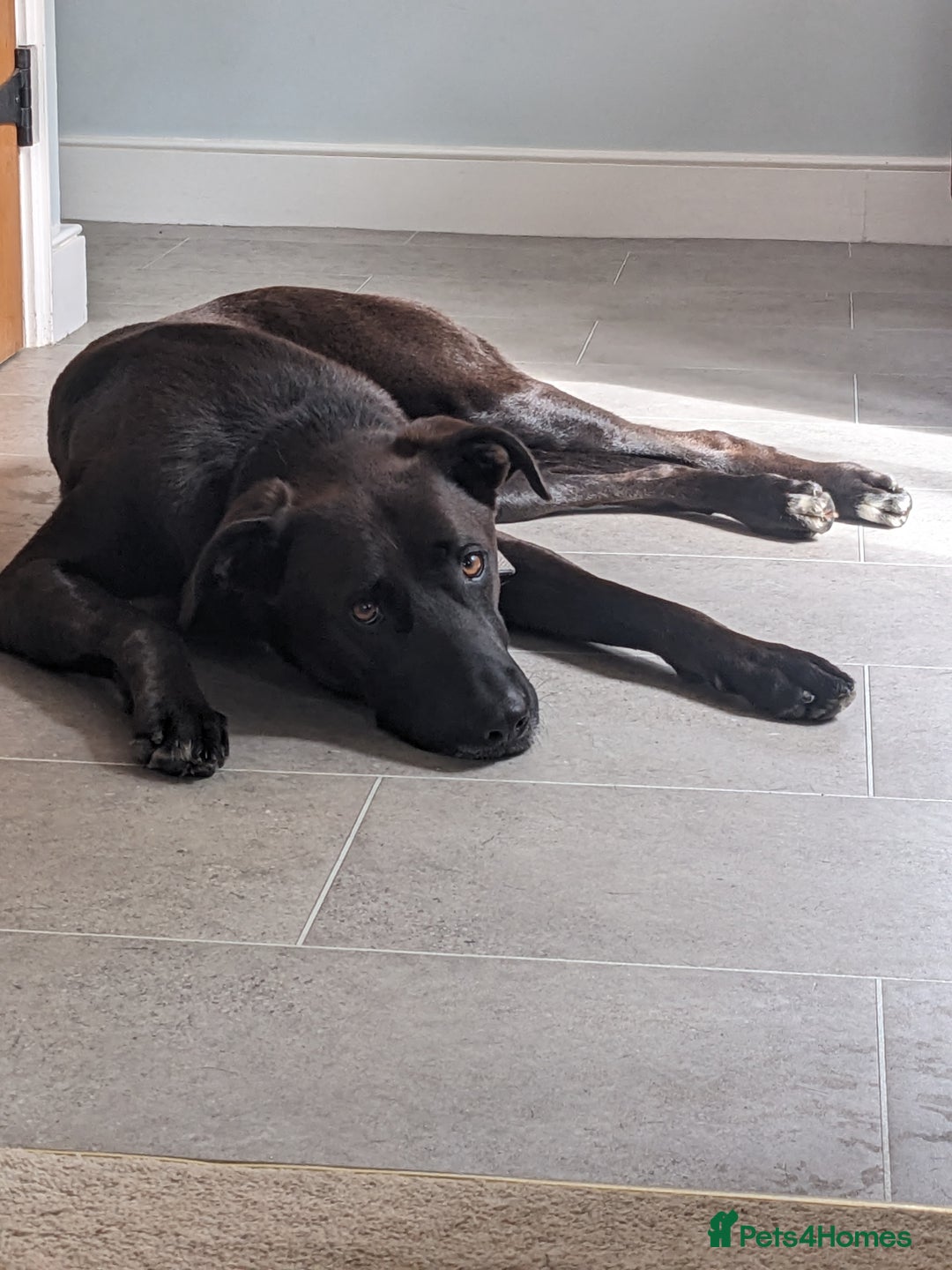 Mixed Breed dogs for sale: Teddy (Collie, Great Dane, Doberman mix) - Image 7