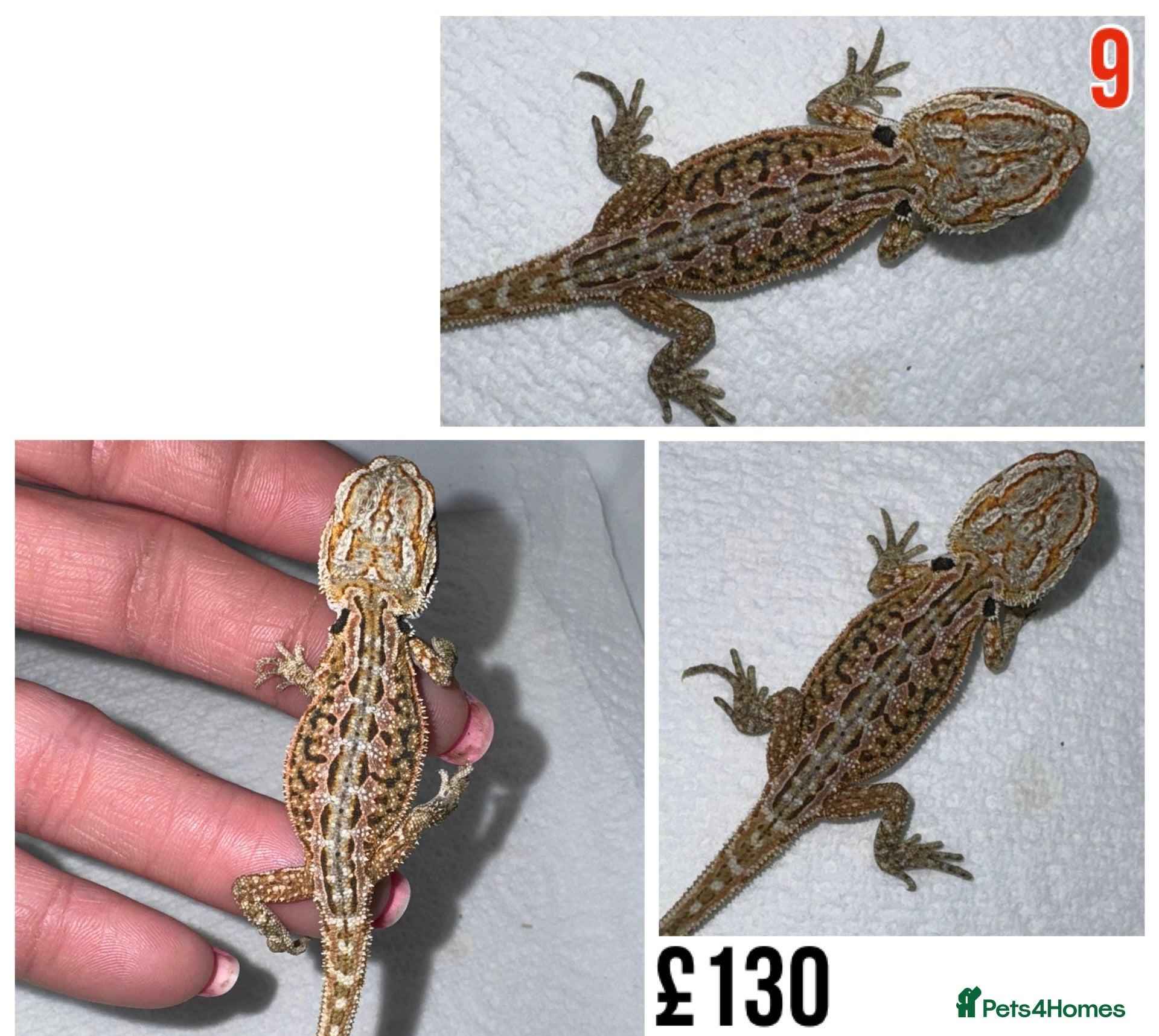 Bearded Dragon reptiles for sale: Baby Bearded Dragons For Sale! - Advert 18