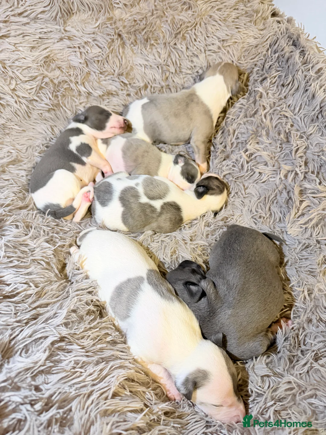 Whippet dogs for sale: Beautiful litter of pedigree whippets  - Advert 6