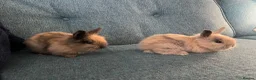 Mini Lion Lop rabbits for sale: Gorgeous Mini lion lops  - Advert 7