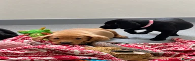 Labrador Retriever 3