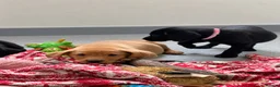 Labrador Retriever dogs for sale: Beautiful KC Labrador Pups Ready To Leave - Advert 30